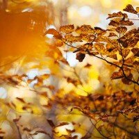 picure of autum leaves by Karl Fredrickson